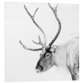 Foam board print Reindeer in the Arctic