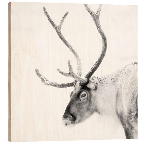 Wood print Reindeer in the Arctic