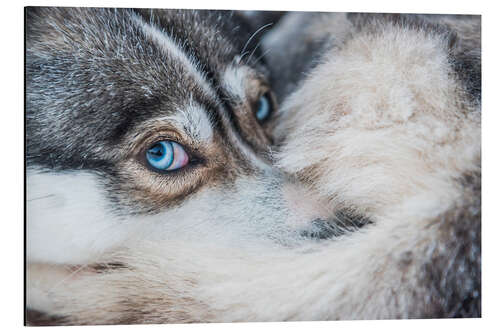 Tableau en aluminium Yeux de chien dans le cercle arctique