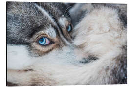 Aluminiumtavla Dog eyes in the arctic circle