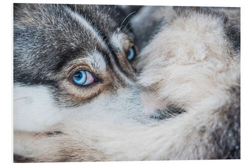 Cuadro de PVC Ojos de perro en el círculo polar ártico