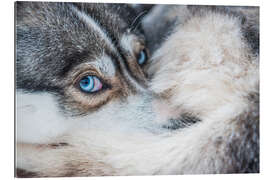 Gallery print Dog eyes in the arctic circle