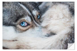 Sisustustarra Dog eyes in the arctic circle