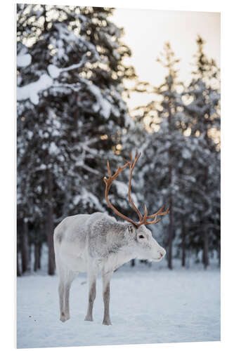 Foam board print Reindeer at Sunset in the Winter Forest