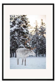 Gerahmter Kunstdruck Rentier bei Sonnenuntergang im Winterwald