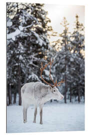 Gallery print Reindeer at Sunset in the Winter Forest