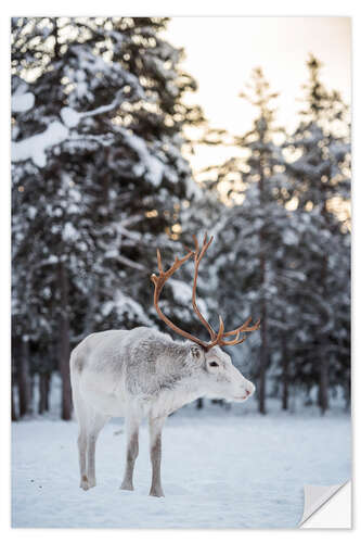 Naklejka na ścianę Reindeer at Sunset in the Winter Forest