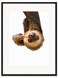 Framed art print Sloth