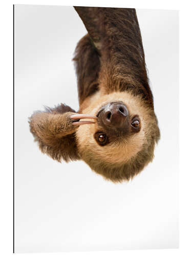 Gallery print Sloth