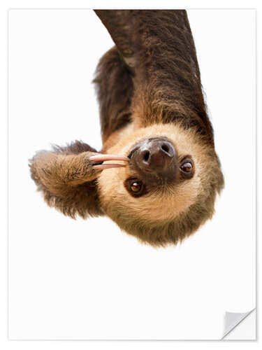 Naklejka na ścianę Sloth