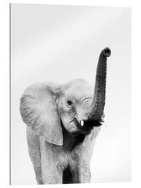 Gallery Print Hallo Elefant