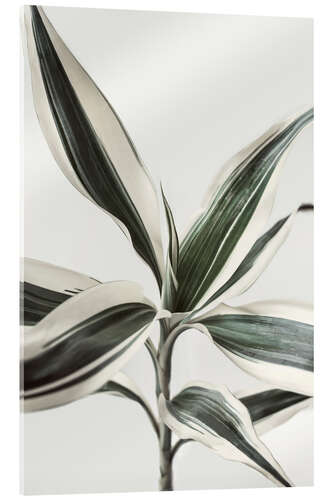 Acrylic print Foliage