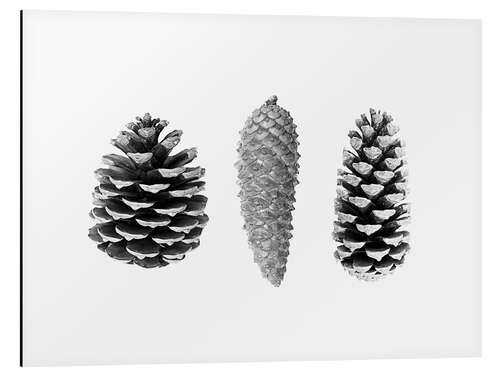 Aluminium print Pine Cones