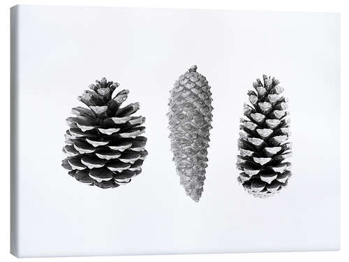 Canvas print Pine Cones