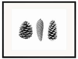Gerahmter Kunstdruck Kiefernzapfen