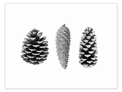 Plakat Pine Cones