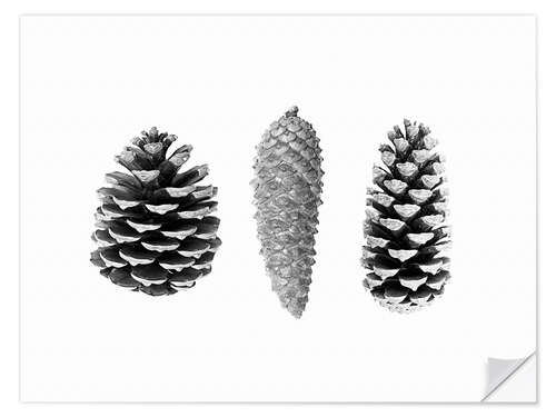 Muursticker Pine Cones