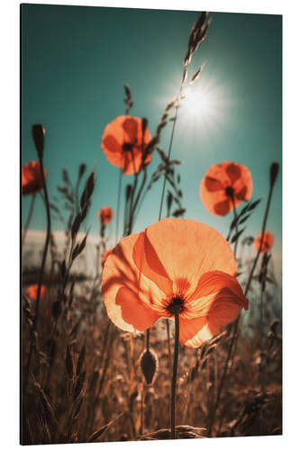 Aluminium print In the sunshine