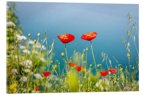 Acrylic print Poppies meadow by the lake