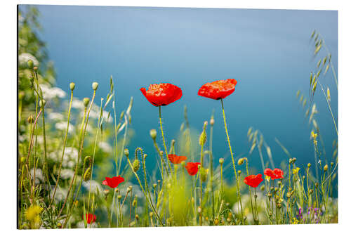 Aluminiumtavla Poppies meadow by the lake