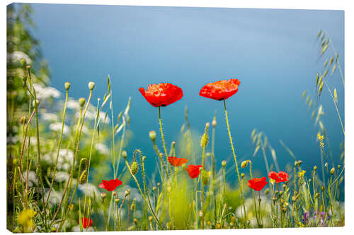 Leinwandbild Mohnblumen Wiese am See