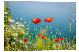 Foam board print Poppies meadow by the lake