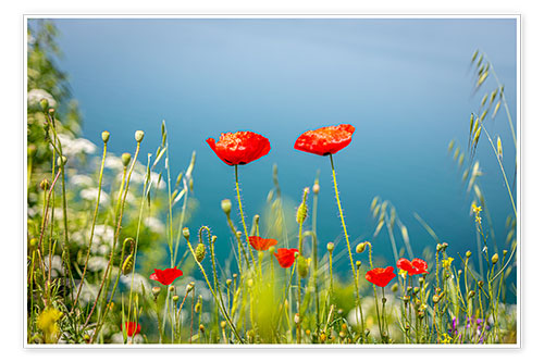 Poster Poppies meadow by the lake