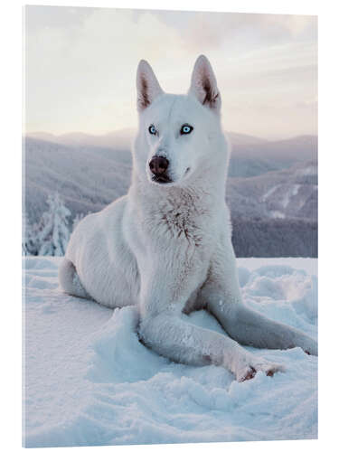 Akrylbilde White sled dog