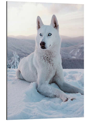 Tableau en aluminium Chien de traîneau blanc