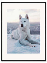 Gerahmter Kunstdruck Weißer Schlittenhund