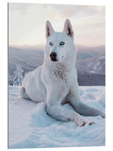 Galleritryk White sled dog