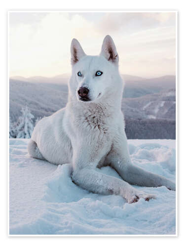 Poster White sled dog