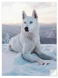 Naklejka na ścianę White sled dog