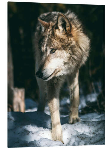 Acrylglasbild Wolf auf der Pirsch