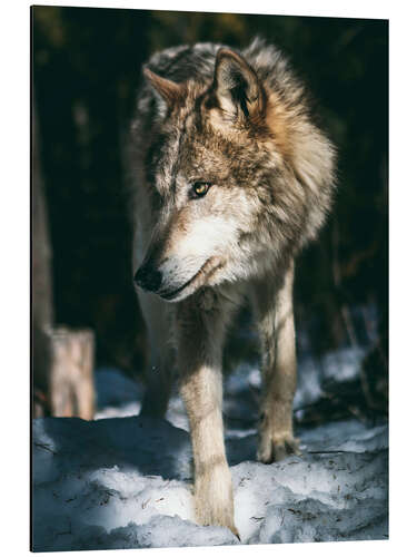 Print på aluminium Wolf on the prowl