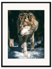 Gerahmter Kunstdruck Wolf auf der Pirsch