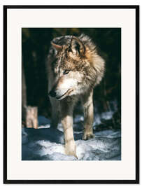 Gerahmter Kunstdruck Wolf auf der Pirsch