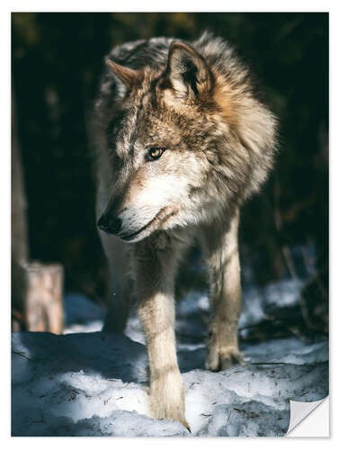 Naklejka na ścianę Wolf on the prowl