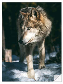 Wandsticker Wolf auf der Pirsch