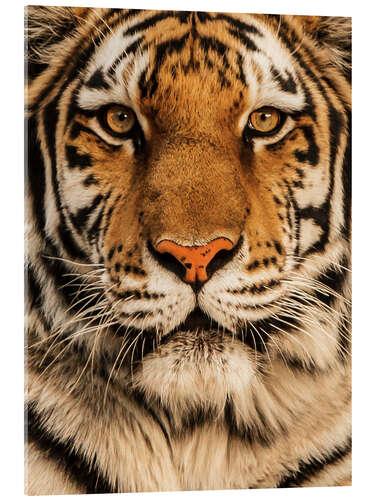 Acrylglas print Close up of a tiger