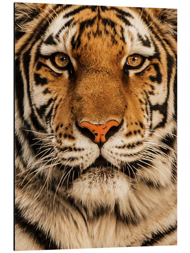 Aluminium print Close up of a tiger