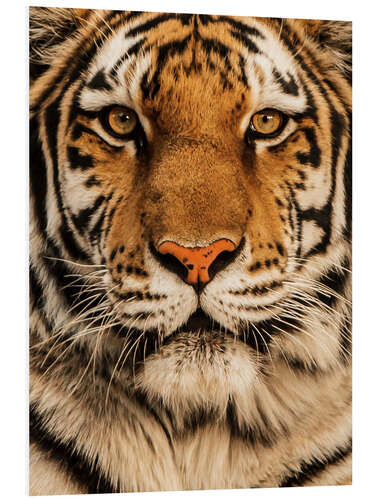 Foam board print Close up of a tiger