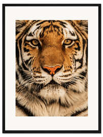 Gerahmter Kunstdruck Nahaufnahme eines Tigers