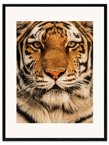 Framed art print Close up of a tiger