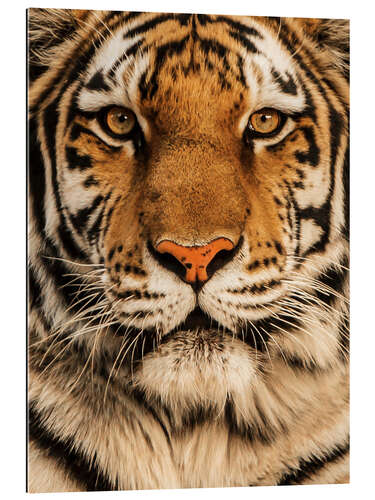 Gallery print Close up of a tiger