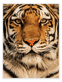 Poster  Gros plan d&#039;un tigre - Nikita Abakumov