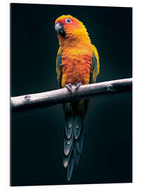 Gallery print Tropical parrot