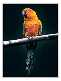 Poster Tropical parrot