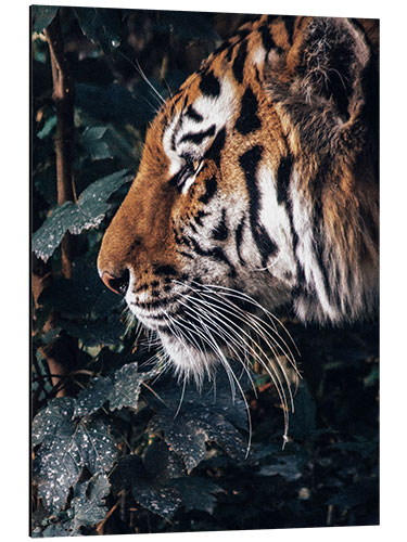 Aluminium print Tiger in profile