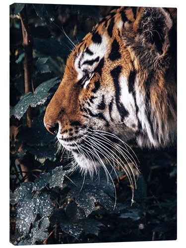 Canvas print Tiger in profile